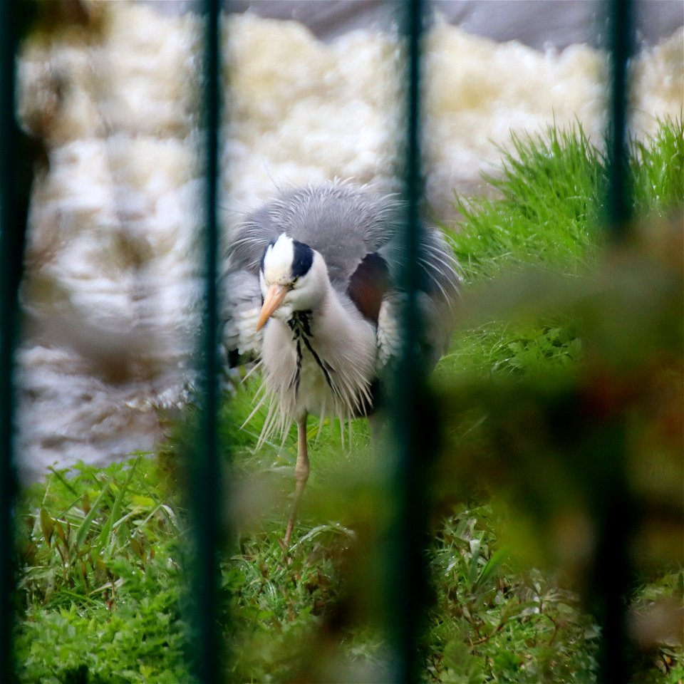 Bad Hair Day,jpg photo