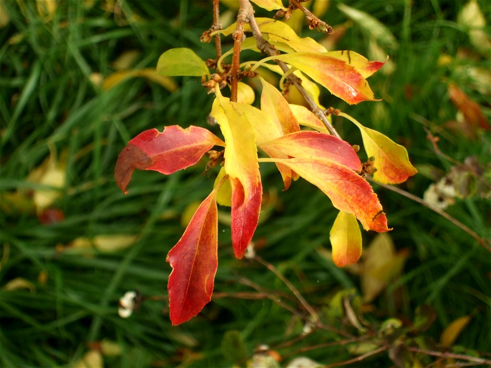 toamna2009_1120_092028