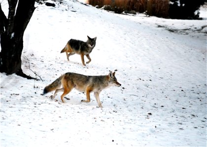 Pair of coyotes photo