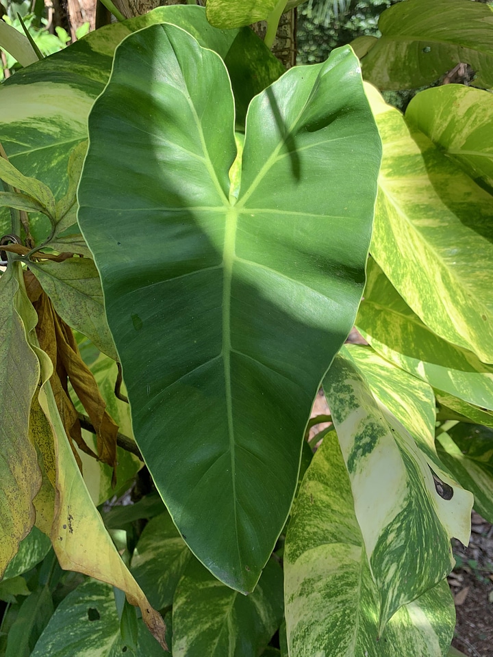 Leaf plant botanical garden