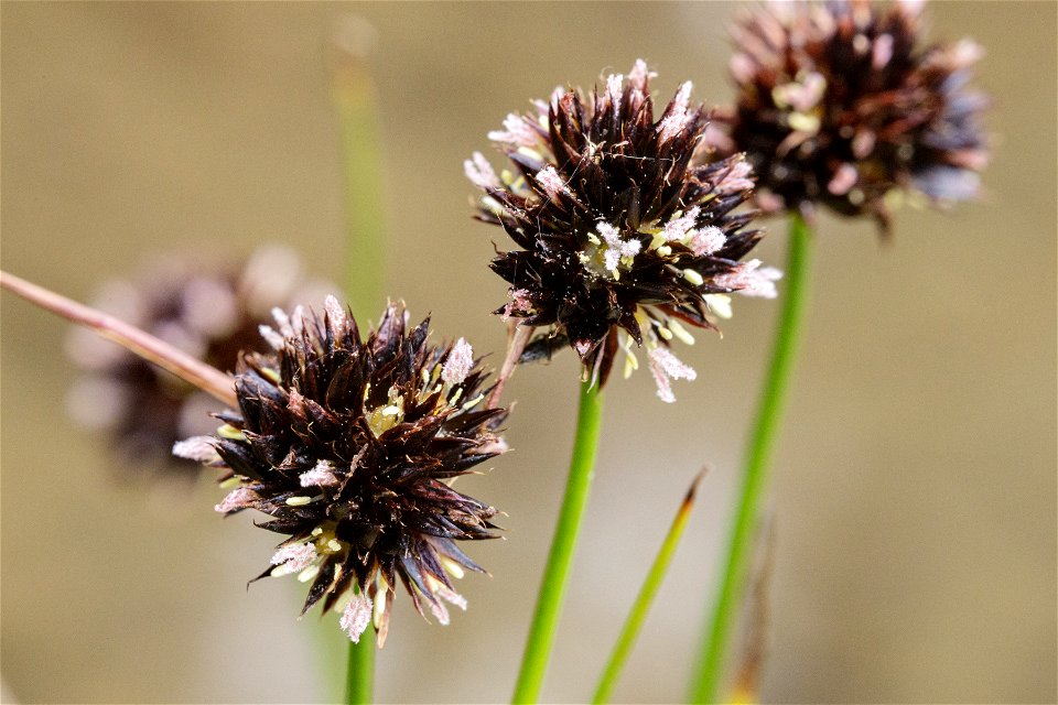 Juncus mertensianus