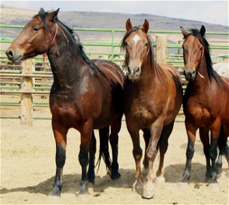 BLM Horses for Adoption photo