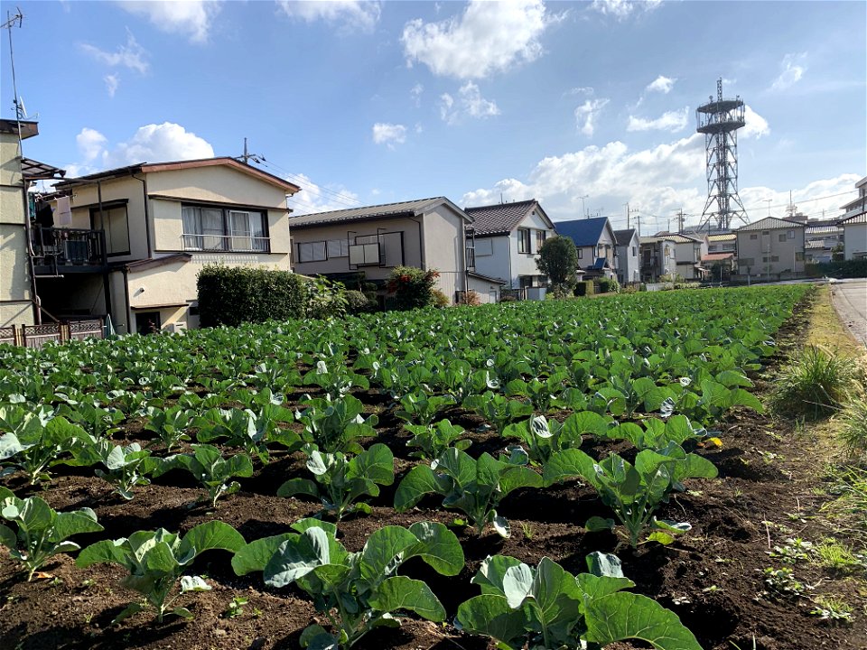 Saiwaicho in Higashikurume-shi in November