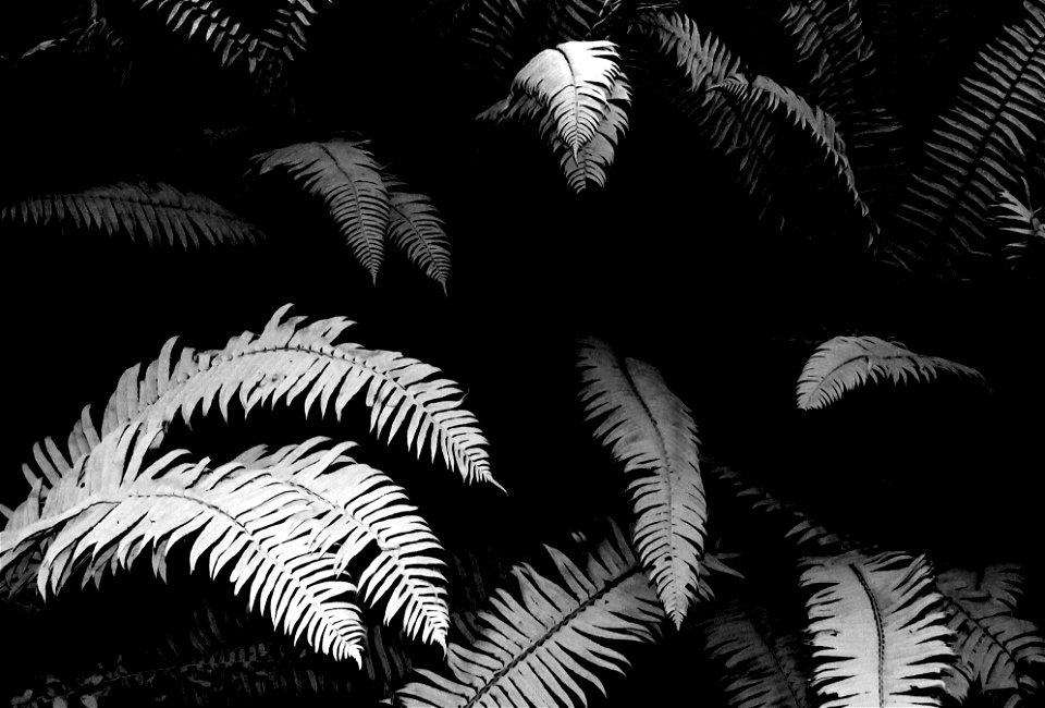 15 BLACK & WHITE STUDIES -   Dust on roadside plants, del norte co, ca (14)
