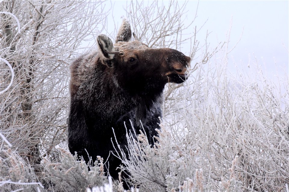 Moose at Seedskadee National Wildlife Refuge photo