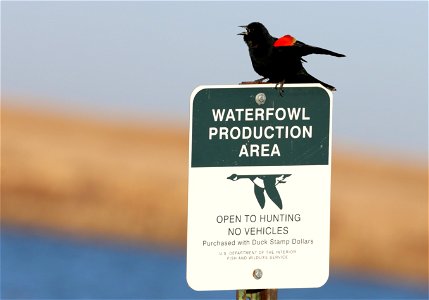 Red-winged Blackbird Huron Wetland Management District