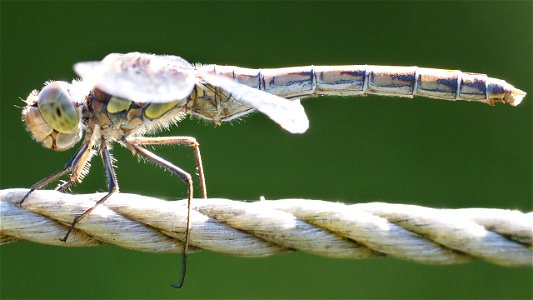 Sympetrum striolatum (Große Heidelibelle) - Weibchen