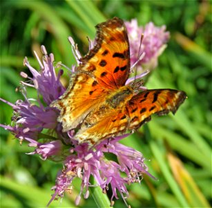 COMMA, HOARY (Polygonia gracilis) (7-14-2021) 5000 ft, bear basin meadow, smith river nat rec area, del norte co, ca -01