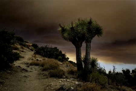 A Joshua tree against a sky filled with smoke from the Apple Fire photo