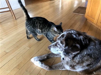 Dog Ignores Cat Act 2 photo