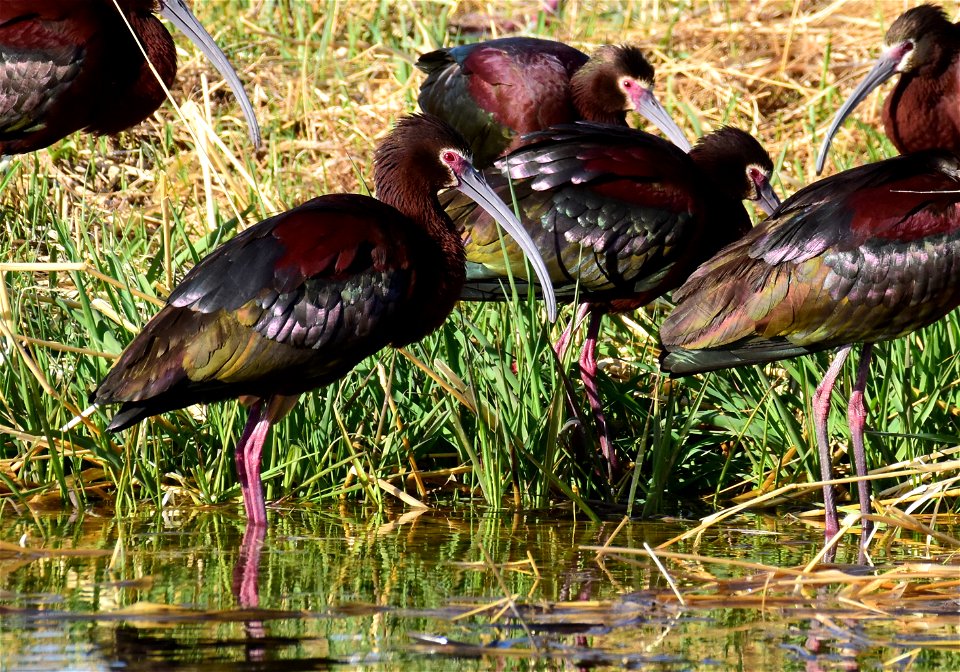 White-faced ibis at Seedskadee National Wildlife Refuge