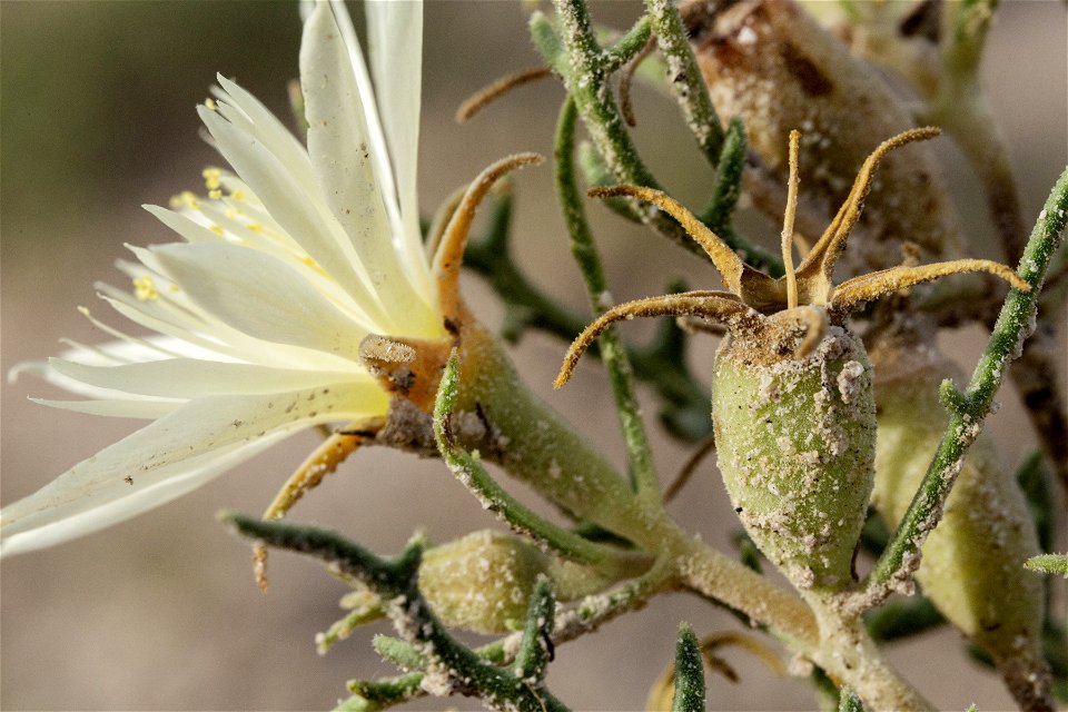 Mentzelia humilis humilis