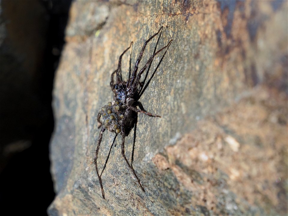 Also spiders do care for their babies