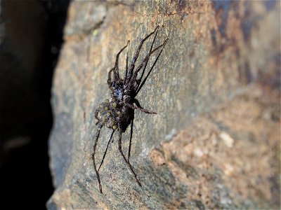 Also spiders do care for their babies