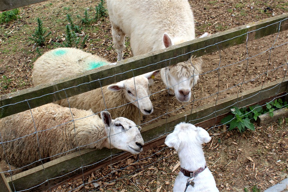 The Password is Baa Ram Ewe! The sheep talking to the dog.