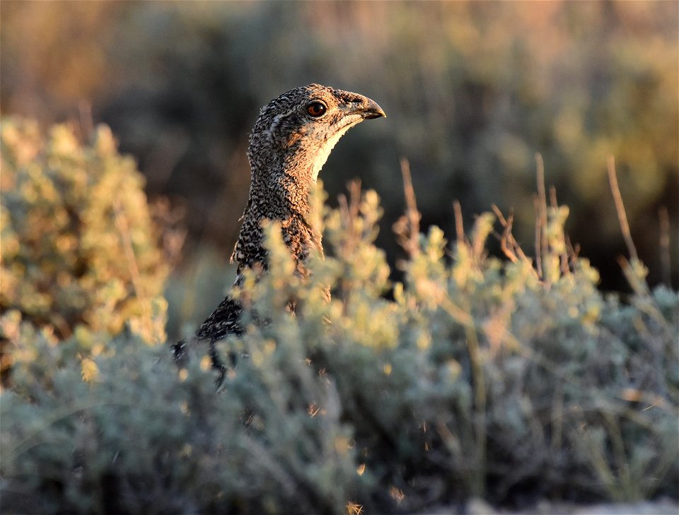 Greater sage-grouse at Seedskadee National Wildlife Refuge