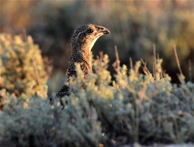 Greater sage-grouse at Seedskadee National Wildlife Refuge