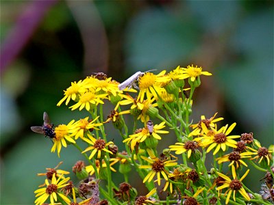 White "Ermine Moth" photo