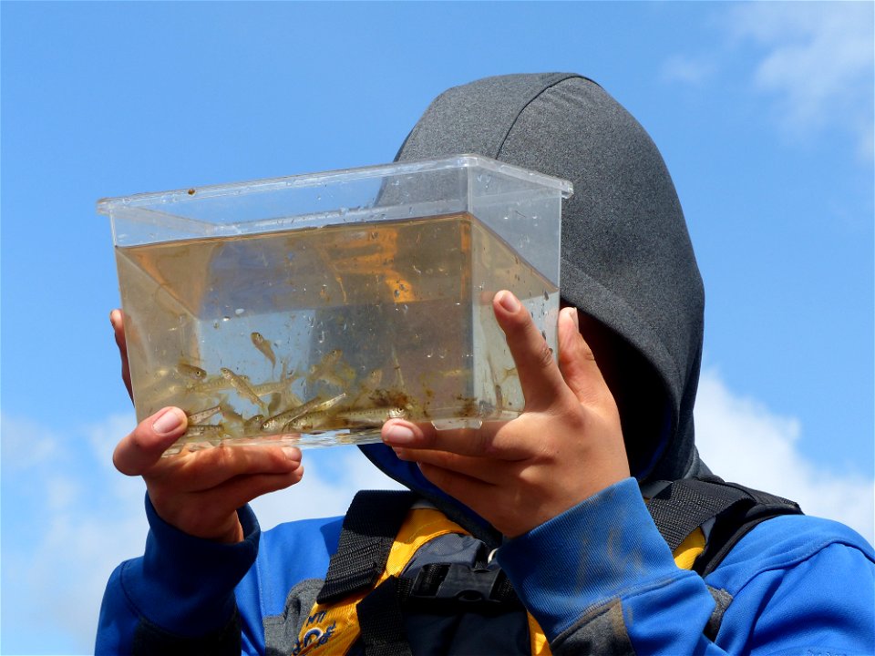 Seining for juvenile fish_07-13-2015_KSowl (16)