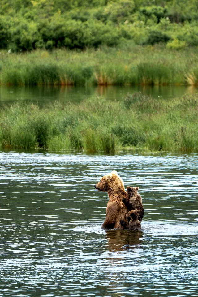 482 and spring cubs - NPS Photo/L. Law