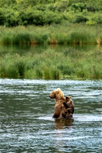 482 and spring cubs - NPS Photo/L. Law photo