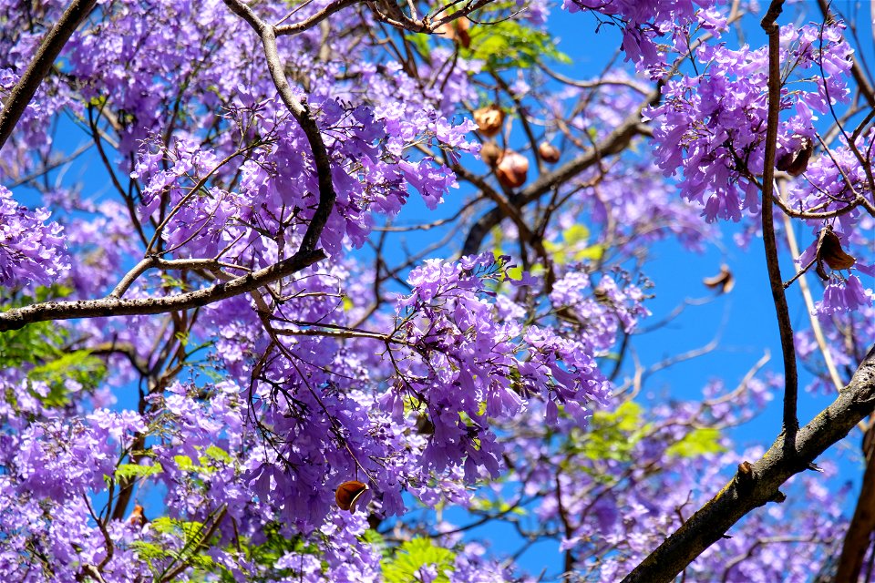 Purple Tree Flowers Jacaranda photo