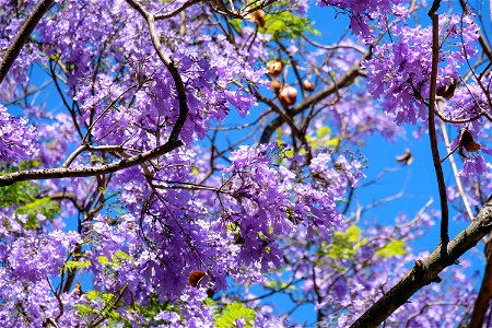 Purple Tree Flowers Jacaranda photo