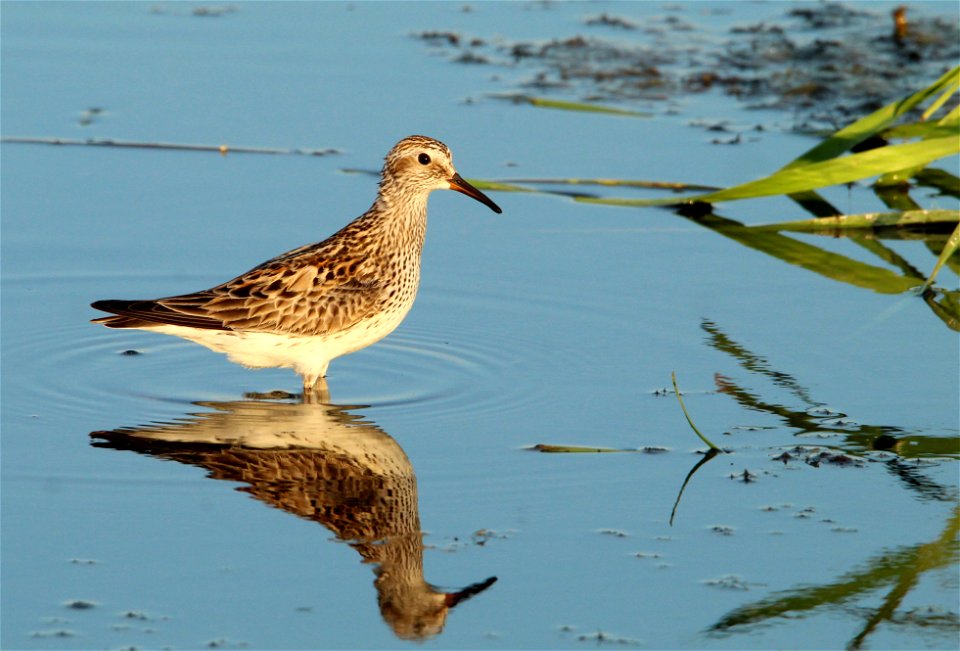 Pectoral Sandpiper Huron Wetland Management photo