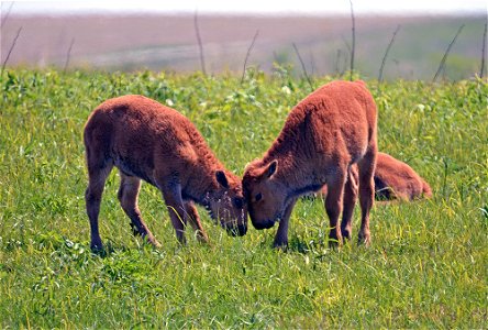 Bison calves get playful at Neal Smith National Wildlife Refuge in Iowa