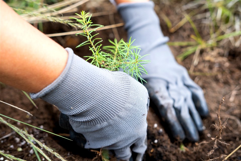 July 2022 Douglas fir planting on Mt. Elden