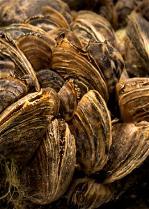 Zebra Mussels (Dreissena polymorpha)