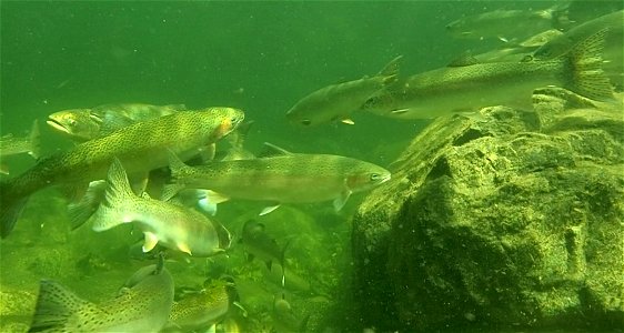 Summer-run Steelhead in Eel River. Credit: John Heil/USFWS photo