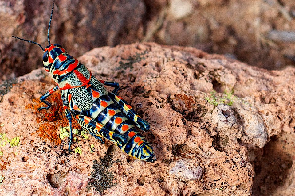 2013/365/264 Perhaps the Most Ornate Grasshopper Anywhere