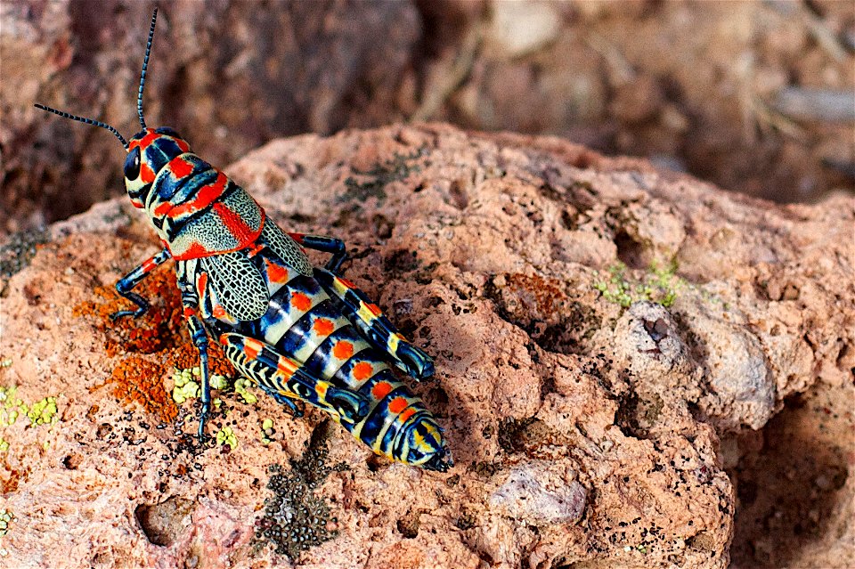 2013/365/264 Perhaps the Most Ornate Grasshopper Anywhere photo