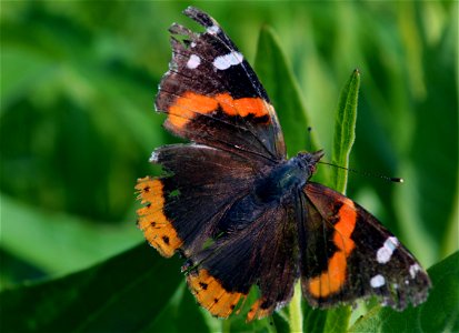 Red admiral in Iowa photo