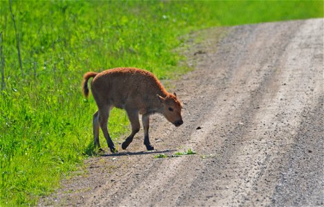 Bison calf crosses the road with a little nudging from the herd photo