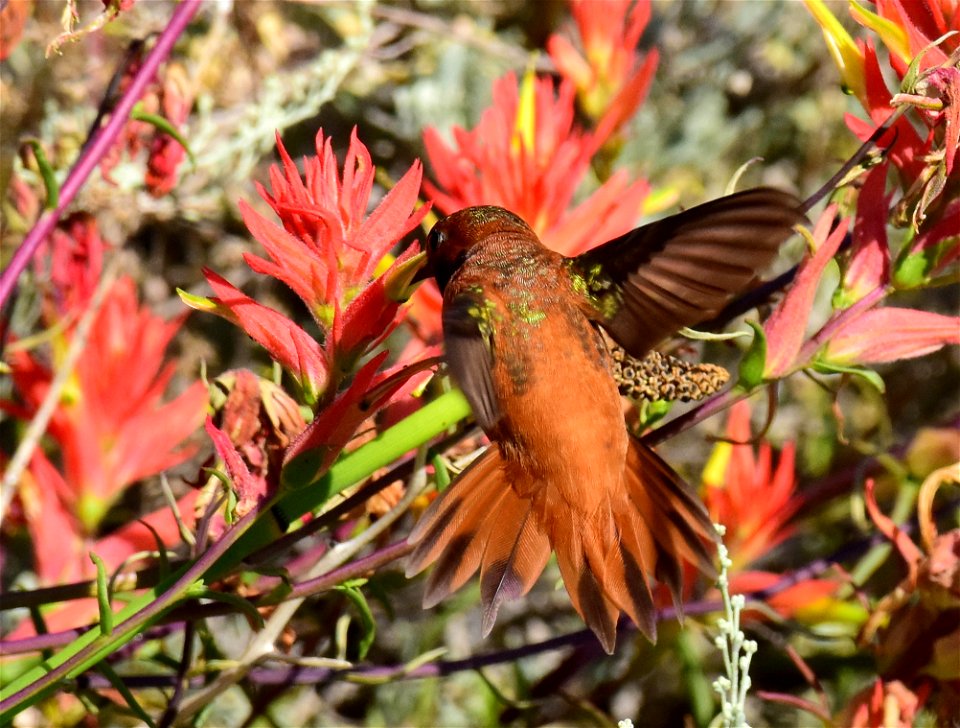 Rufous hummingbird at Seedskadee National Wildlife Refuge