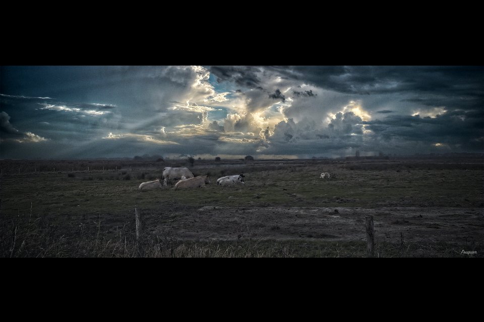 Polder Meadows photo