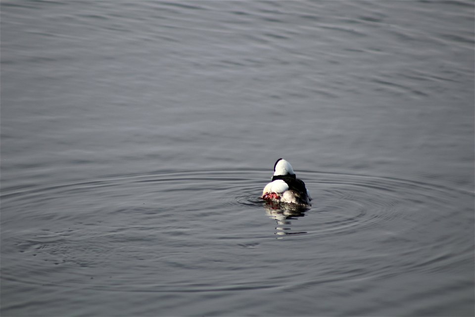 bufflehead LAN Ljulian (5)