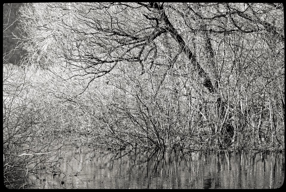 monochrome