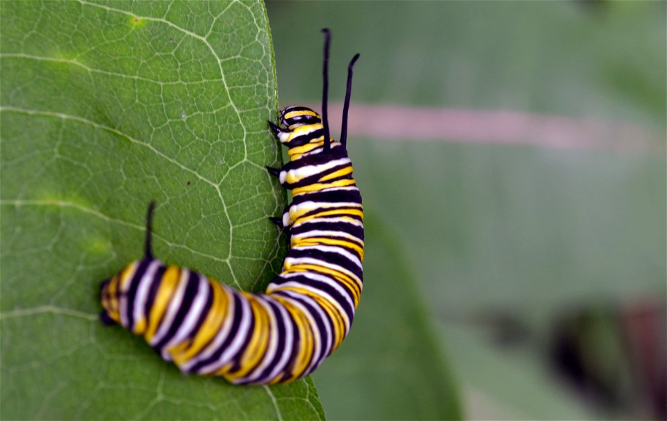 Monarch caterpillar on common milkweed in Minnesota