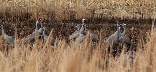 Sandhill Cranes Huron Wetland Management District South Dakota