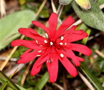 Silene serpentinicola (Serpentine catchfly) (06-29-2022) low divide road, smith river rec area, del norte co, ca (1)