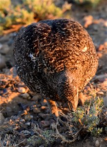 Greater sage-grouse at Seedskadee National Wildlife Refuge photo