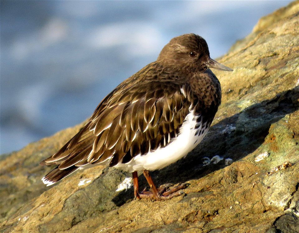 306 - BLACK TURNSTONE (10-2-2021) lighthouse way jetty, crescent city, ca -04