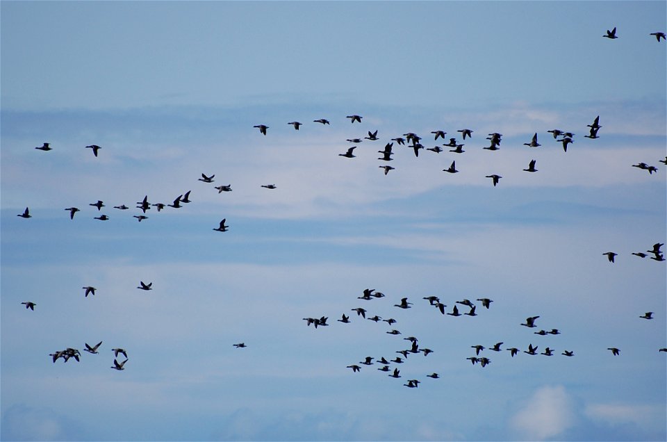 Brant at Izembek Lagoon