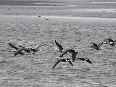 Emperor Geese photo