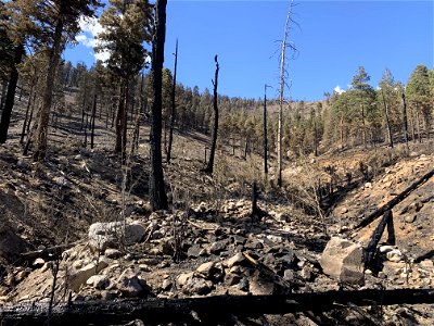 High Burn Severity Site on Pipeline Fire