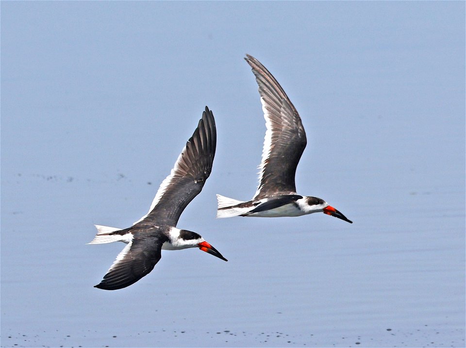 393 - BLACK SKIMMER  (02-12-2023) birding center, south padre island, cameron co, tx -16