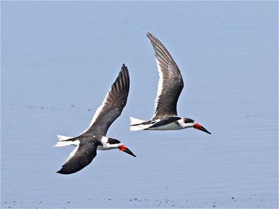393 - BLACK SKIMMER  (02-12-2023) birding center, south padre island, cameron co, tx -16